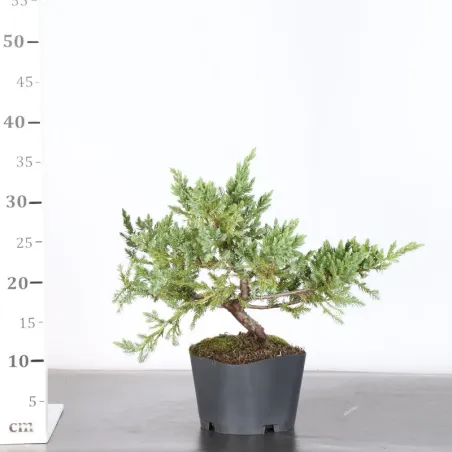 image supplémentaire - PREBONSAI JUNIPER Juniperus...
