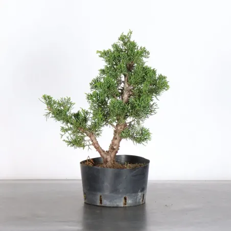 JUNIPER "JUNIPERUS KISHU" 3-11