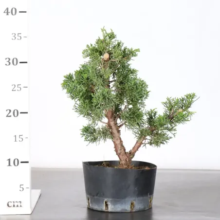 image supplémentaire - JUNIPER "JUNIPERUS KISHU" 3-11