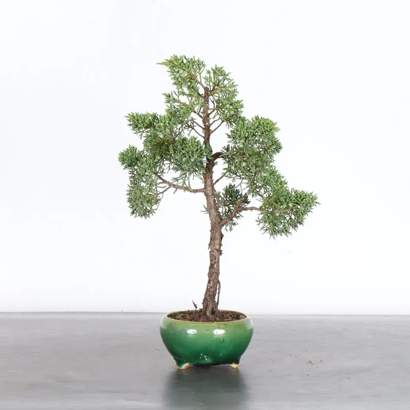 GENÉVRIER "JUNIPERUS KISHU" 3-12