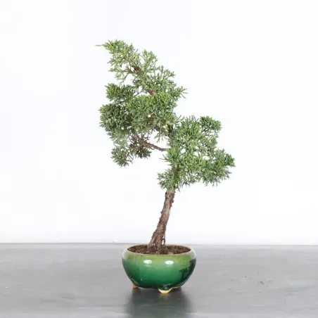 image supplémentaire - GENÉVRIER "JUNIPERUS KISHU"...