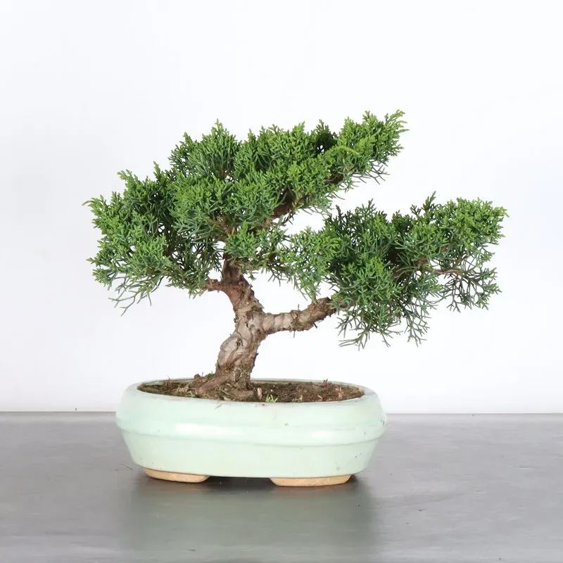 GENÉVRIER "JUNIPERUS KISHU" 3-13