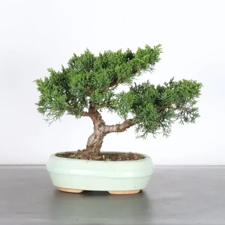 JUNIPER "JUNIPERUS KISHU" 3-13