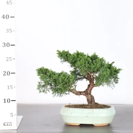 image supplémentaire - JUNIPER "JUNIPERUS KISHU" 3-13