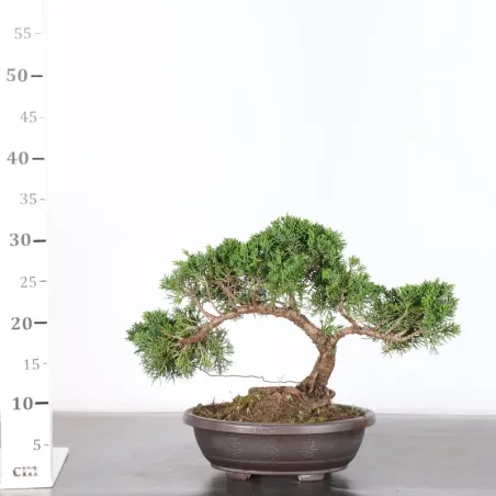 image supplémentaire - GENÉVRIER "JUNIPERUS KISHU"...