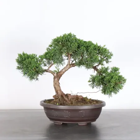Juniper "juniperus kishu" 3-14