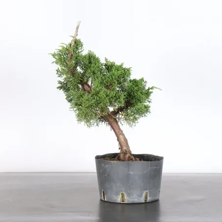 JUNIPERUS KISHU 3-15