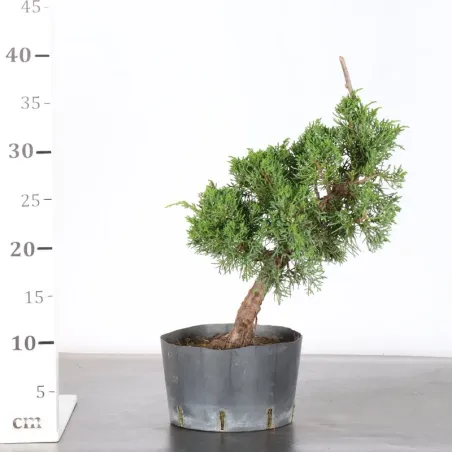 image supplémentaire - GENÉVRIER "JUNIPERUS KISHU"...