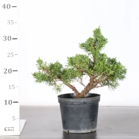 image supplémentaire - JUNIPERUS KISHU 3-16