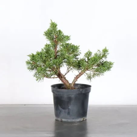 GENÉVRIER "JUNIPERUS KISHU" 3-16