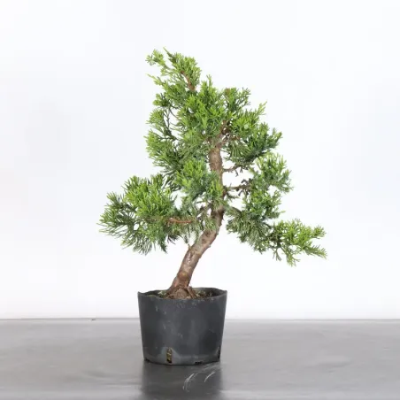 JUNIPER "JUNIPERUS CHINENSIS FORMOSA" 4-1