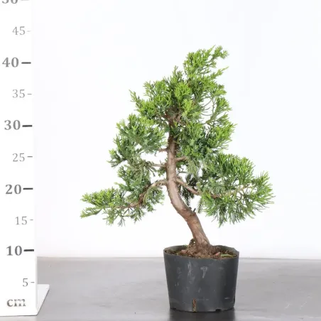 image supplémentaire - GENÉVRIER "JUNIPERUS...