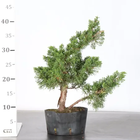 image supplémentaire - PREBONSAI JUNIPERUS KISHU 4-2