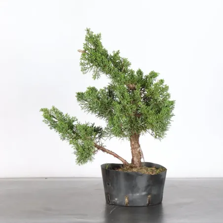 PREBONSAI GENÉVRIER "JUNIPERUS KISHU" 4-2