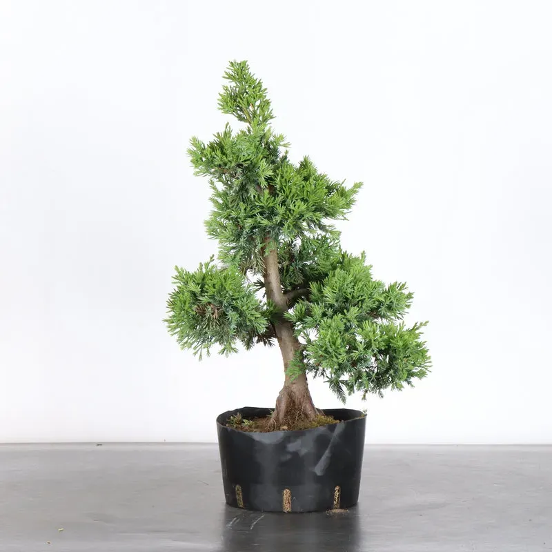 GENÉVRIER "JUNIPERUS CHINENSIS FORMOSA" 4-3