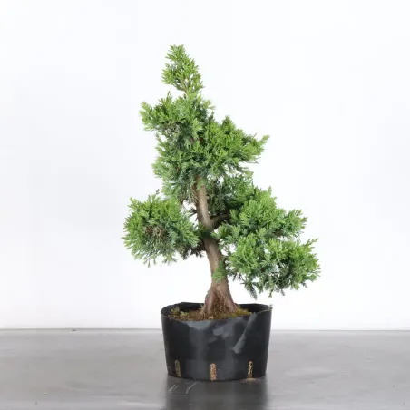 JUNIPER "JUNIPERUS CHINENSIS FORMOSA" 4-3