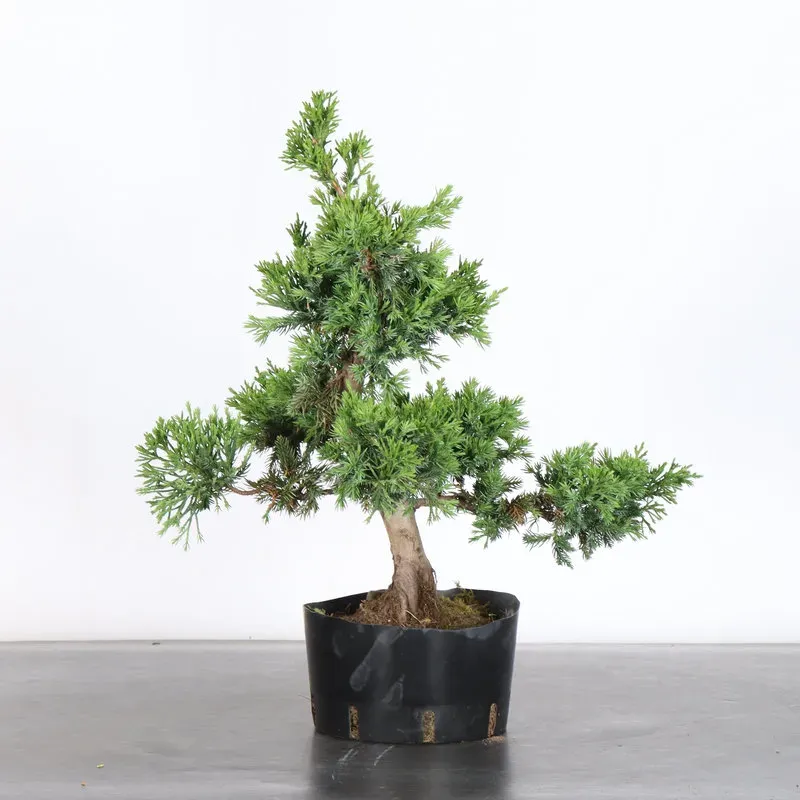 image supplémentaire - GENÉVRIER "JUNIPERUS...