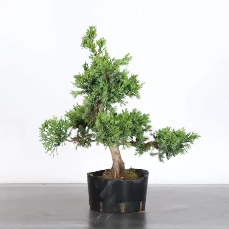 image supplémentaire - GENÉVRIER "JUNIPERUS...
