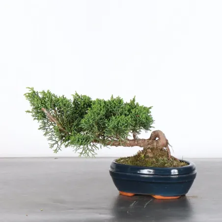 JUNIPERUS KISHU 4-4