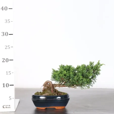 image supplémentaire - JUNIPERUS KISHU 4-4