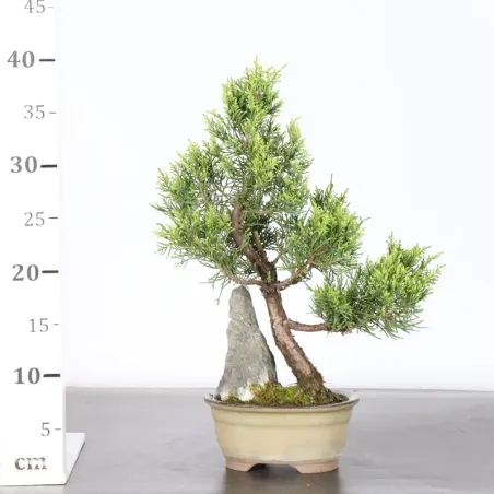 image supplémentaire - GENÉVRIER "JUNIPERUS...