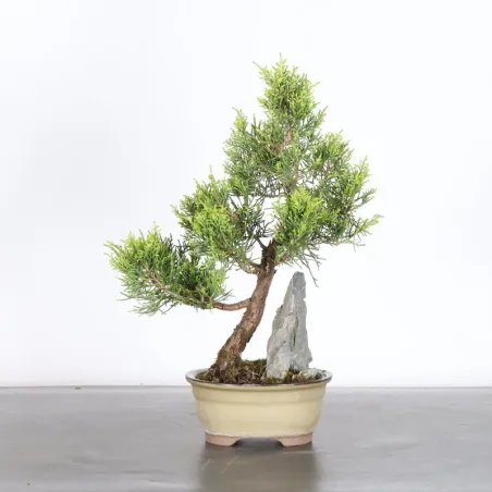 JUNIPERUS COMMUNIS 4-5