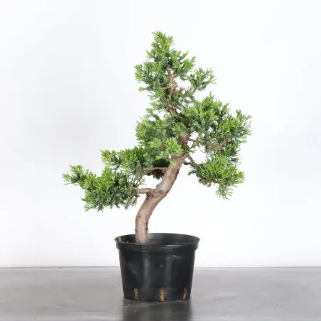 image supplémentaire - GENÉVRIER "JUNIPERUS...