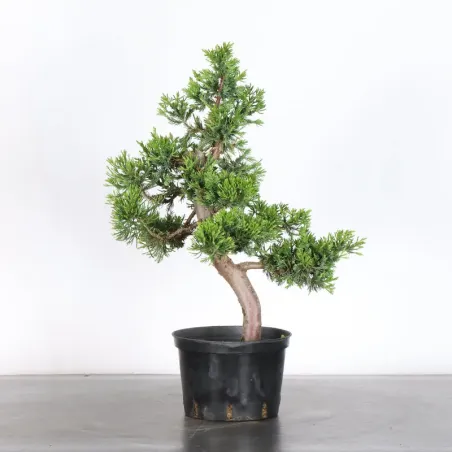GENÉVRIER "JUNIPERUS CHINENSIS FORMOSA" 4-6