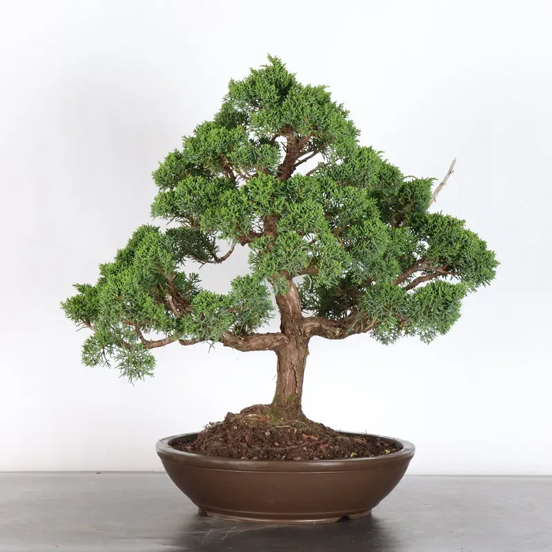 image supplémentaire - GENÉVRIER "JUNIPERUS KISHU"...