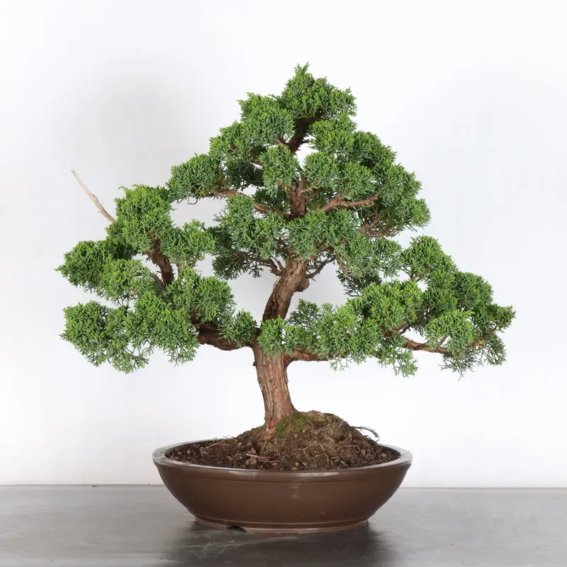 GENÉVRIER "JUNIPERUS KISHU" 4-7