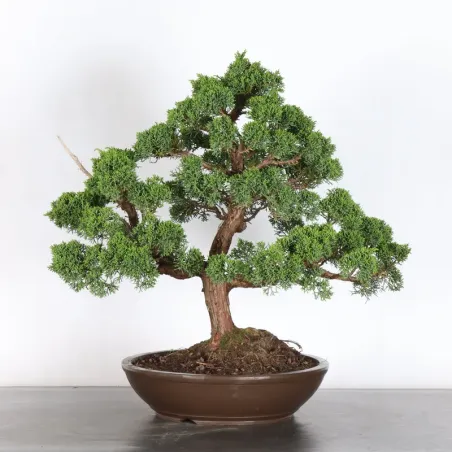 GENÉVRIER "JUNIPERUS KISHU" 4-7