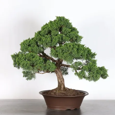 JUNIPERUS KISHU 4-8