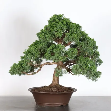 image supplémentaire - JUNIPERUS KISHU 4-8