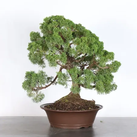 JUNIPERUS KISHU 4-9