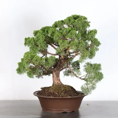 image supplémentaire - GENÉVRIER "JUNIPERUS KISHU"...