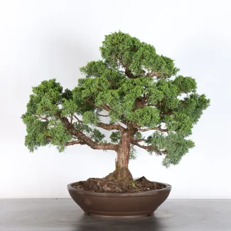 GENÉVRIER "JUNIPERUS KISHU" 4-10