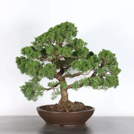 image supplémentaire - GENÉVRIER "JUNIPERUS KISHU"...