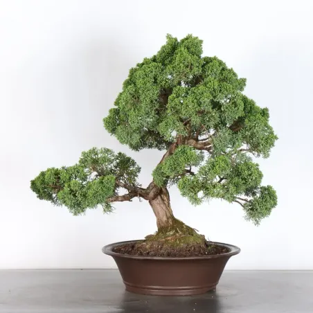 GENÉVRIER "JUNIPERUS KISHU" 4-11