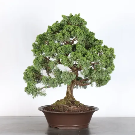 image supplémentaire - GENÉVRIER "JUNIPERUS KISHU"...