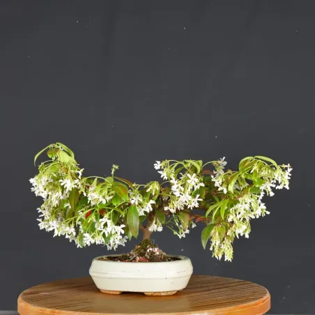 image supplémentaire - JASMIN "JASMINUM" 1-1