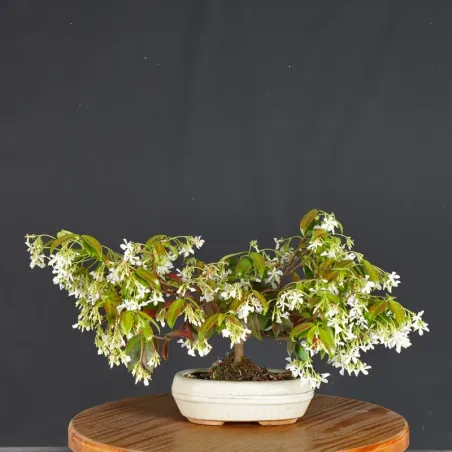 Bonsaï Jasmine