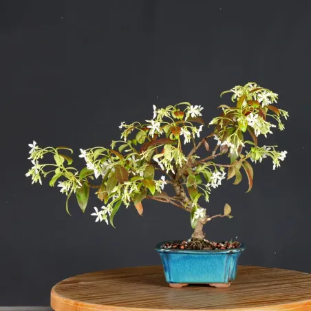 Bonsai Jasmin