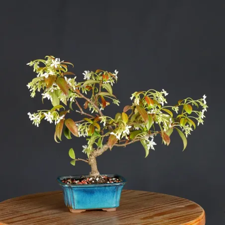 image supplémentaire - JASMIN "JASMINUM" 1-2