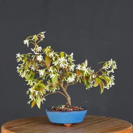 image supplémentaire - JASMIN "JASMINUM" 1-3