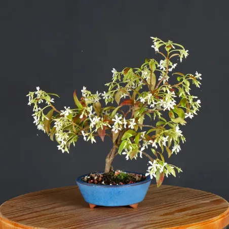Bonsaï Jasmine