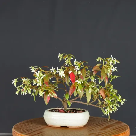 image supplémentaire - JASMINE "JASMINUM" 1-4