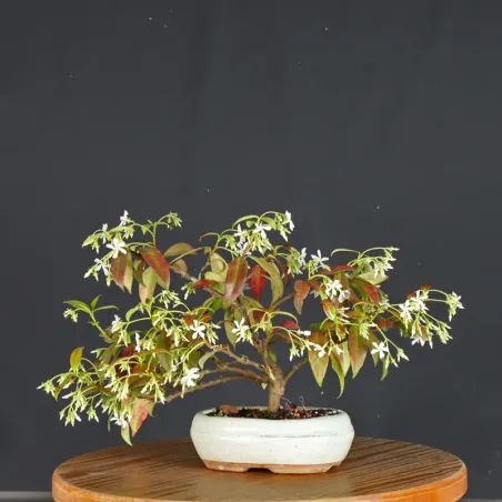 Bonsai Jasmin