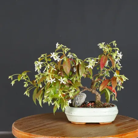 Bonsaï Jasmine