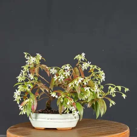 image supplémentaire - JASMINE "JASMINUM" 1-5