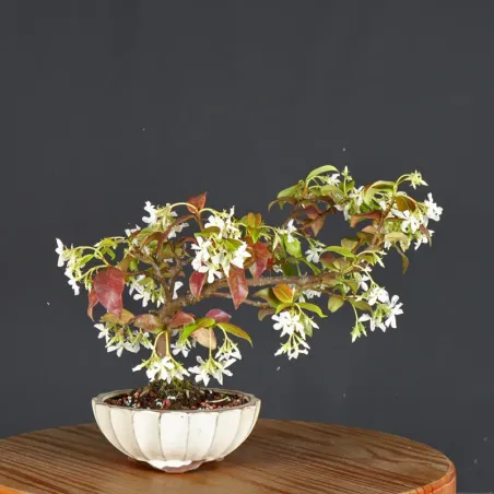 image supplémentaire - JASMIN "JASMINUM" 1-6